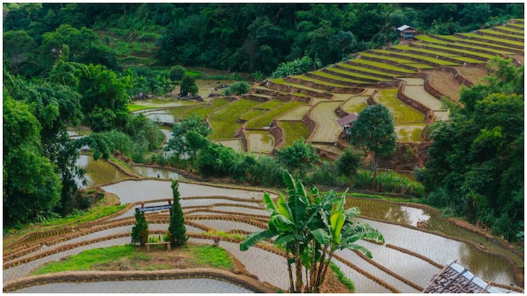 Eco Friendly Farming How the Apatani Tribe Grows Rice and Fish Together Here Are Some Fascinating Facts Rice Fish Farming : ఓ వైపు వరి సాగు అదే పంటలో చేపల పెంపకం.. 60 ఏళ్లుగా లాభాలు అర్జిస్తోన్న అపతాని తెగ