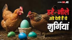 कौन-सी मुर्गी देती है हरा अंडा और कौन-सी नीला अंडा? नाम जान लेंगे तो चौंक जाएंगे