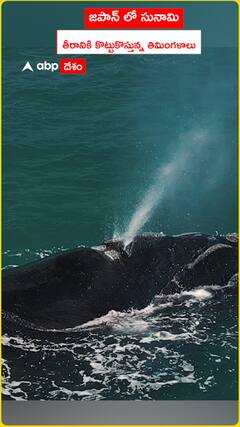 జపాన్ లో సునామీ తీరానికి కొట్టుకొస్తున్న తిమింగలాలు