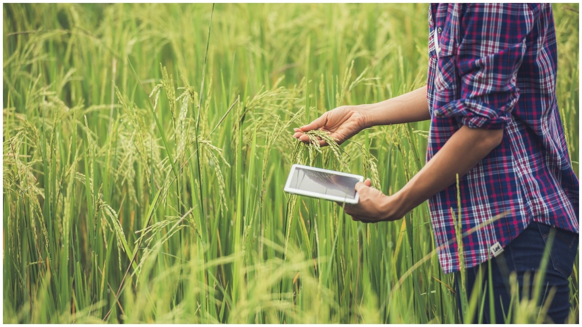 Rice Fish Farming : ఓ వైపు వరి సాగు అదే పంటలో చేపల పెంపకం.. 60 ఏళ్లుగా లాభాలు అర్జిస్తోన్న అపతాని తెగ