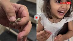 पिता ने नन्ही सी बच्ची को थमा दी छिपकली! इसके बाद जो हुए वो दिल खुश कर देगा- वीडियो वायरल