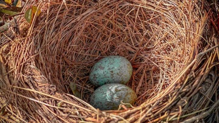 ये मुर्गियां नीले रंग के साथ-साथ हरे रंग के अंडे देने के लिए भी जानी जाती हैं. पहली बार 1914 में स्पेन के पक्षी वैज्ञानिक Salvador Castell ने इस मुर्गी को देखा था. यह मुर्गी अरौकाना में देखी गई थी, इसीलिए इसका नाम अरौकाना रख दिया गया.