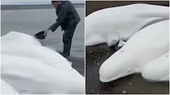 Tsunami Warned Ahead? Belugas Stranded In Kamchatka Hours Before Earthquake Spark Theories: WATCH