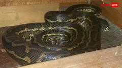 बरामदे में आराम से बैठा था कुत्ता, जिंदा निगल गया आदमखोर दरिंदा- खबर जान कांप उठेगी रूह