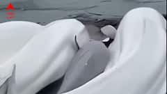 রাশিয়ায় ভূমিকম্পের আগের দিনই কামচাটকা তটে সাদা তিমির দল ! বিপর্যয়ের সতর্কবার্তা দিতে এসেছিল বেলুগা তিমিরা ?