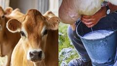 ਪਸ਼ੂ ਪਾਲਕਾਂ ਲਈ ਜ਼ਰੂਰੀ ਖ਼ਬਰ ! ਸਰਕਾਰ ਦੀਆਂ ਇਨ੍ਹਾਂ ਸਕੀਮਾਂ ਦਾ ਫ਼ਾਇਦਾ ਲੈ ਵਧਾ ਸਕਦੇ ਹੋ ਆਪਣੀ ਕਮਾਈ, ਮਿਲ ਰਹੀ ਤਕੜੀ ਸਬਸਿਡੀ