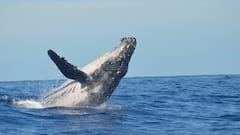 Whales Beached In Hirasuna After Tsunami Hits Japan: VIDEO