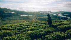 Tea Sector In India Under Pressure Amid Rising Costs: ITA Report