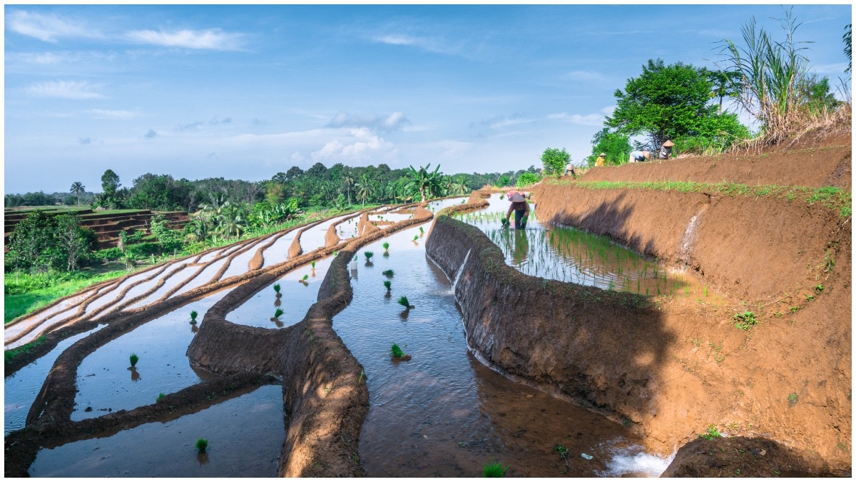 Rice Fish Farming : ఓ వైపు వరి సాగు అదే పంటలో చేపల పెంపకం.. 60 ఏళ్లుగా లాభాలు అర్జిస్తోన్న అపతాని తెగ