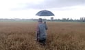 Gujarat Rain: આગામી સાત દિવસ ભારે વરસાદ પડવાની હવામાનની આગાહી, ત્રણ સિસ્ટમ થઇ સક્રિય