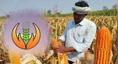 पीक विमा योजनेत चार मोठे बदल, बळीराजा हिरमुसला, फक्त 20 टक्के शेतकऱ्यांनी इन्शुरन्स घेतला