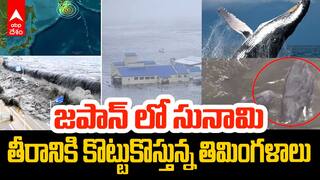 Tsunami Effect in Russia and Japan | జపాన్ లో తీరానికి కొట్టుకొస్తున్న తిమింగళాలు