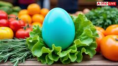 मुर्गी का नीला अंडा या हरा अंडा... किसमें ज्यादा होता है प्रोटीन, हेल्थ के लिए कौन सा अच्छा?