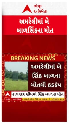 Amreli: બે સિંહ બાળના શંકાસ્પદ મોત બાદ 9 સિંહબાળ અને એક સિંહણનું રેસ્ક્યું | Abp Asmita