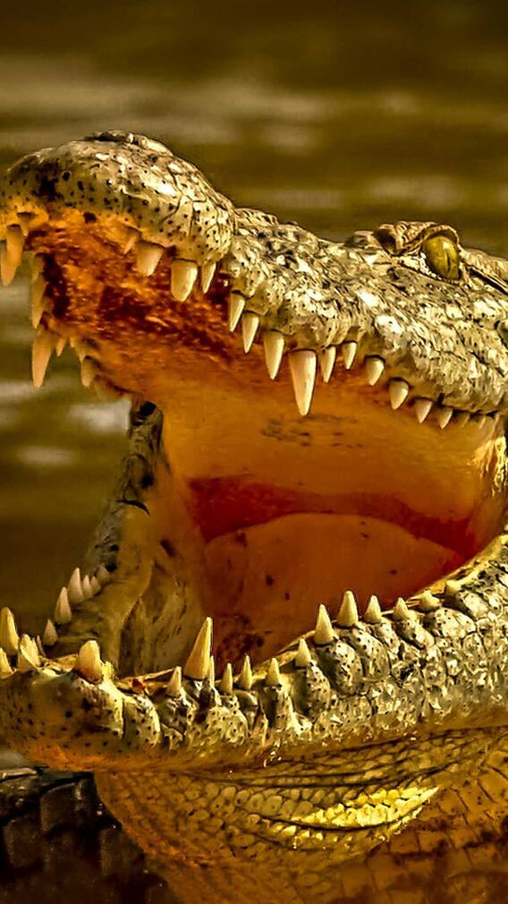 इस जानवर के पास होता है पर्सनल डेंटिस्ट