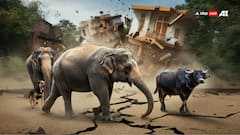 हाथी, भैंस और कुत्तों को पहले ही हो जाता है भूकंप और सुनामी का अहसास, जानिए जानवरों को कौन देता है तबाही का अलर्ट?