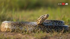 गोंडा में खेत में विशालकाय अजगर मिलने से हड़कंप, वन विभाग की टीम ने किया रेस्क्यू