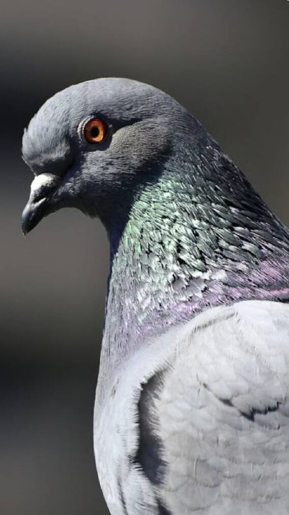 कबुतरांना दाणे टाकताय थांबा, होईल FIR...