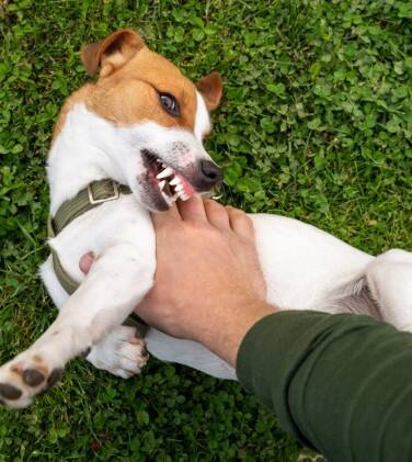 ਰੇਬੀਜ਼ ਤੋਂ ਬਚਾਅ ਲਈ WHO ਦੀ ਸਲਾਹ; ਕੁੱਤੇ ਦੇ ਕੱਟਣ 'ਤੇ ਤੁਰੰਤ ਕਰੋ ਇਹ ਕੰਮ