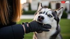 Gurugram Woman Attacked By Pet Husky During Morning Walk, CCTV Footage Sparks Outrage