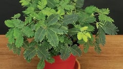 Know The Benefits Of Planting Shami Plant At Home During Sawan Month