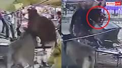 Video: अरे बाप रे! दो सांडों की लड़ाई का खतरनाक वीडियो वायरल, चाय की टपरी तक खींच ले गए