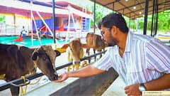 Goa’s Monthly Milk Output Plunges, Gets Lower Than Daily Consumption: Minister