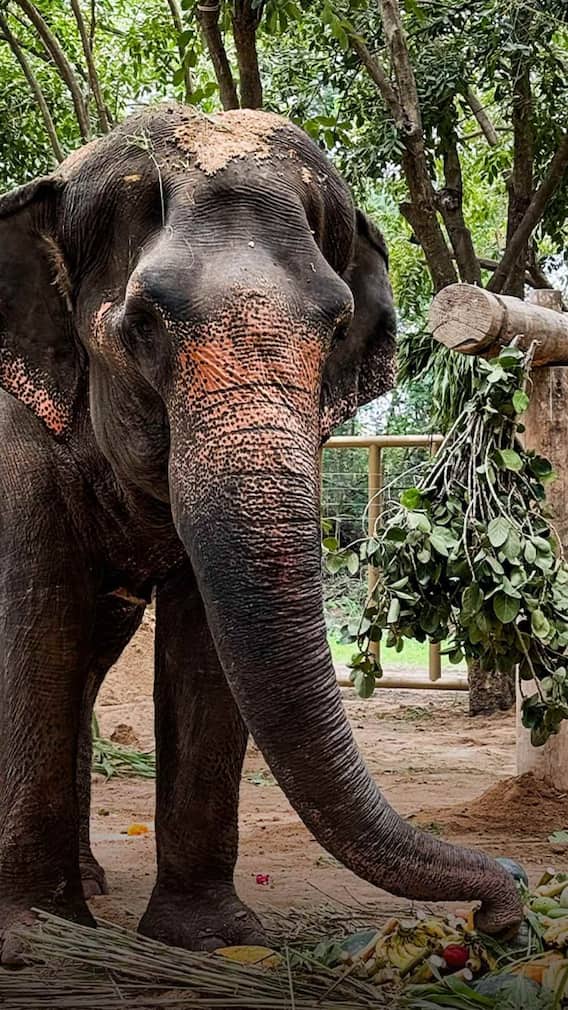 महादेवी अंबानींच्या वनतारात पोहचली!