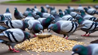 कबुतरांना खायला घालणाऱ्यांविरुद्ध आता थेट एफआयआर दाखल होणार! मुंबई उच्च न्यायालयाकडून महत्त्वपूर्ण निर्णय