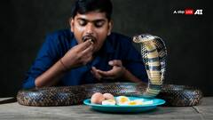 मुर्गी-बत्तख से लेकर शतरमुर्ग तक के अंडे खा जाता है इंसान, सांप के क्यों नहीं खाता? कारण जान लेंगे तो रह जाएंगे हैरान