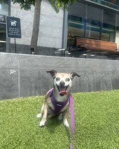 Priyanka Chopra And Nick Jonas' Cozy Moments With Malti Will Melt Your Heart, See Pics