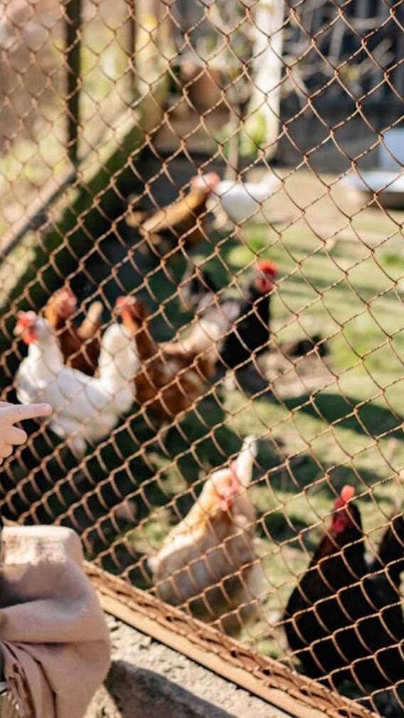 1000 मुर्गियां पालने के लिए कितनी जमीन चाहिए?