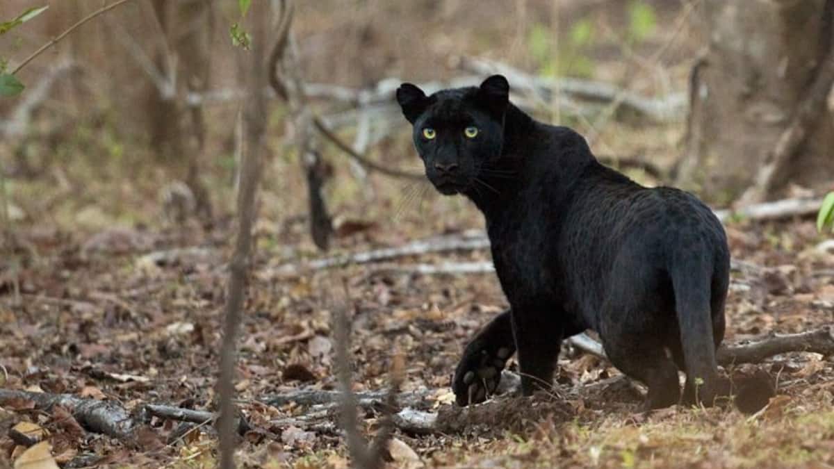 (Image Source: Twitter/@baruahnj)