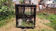 गोरखुपर: 4 दिन बाद कॉलोनी में फिर टहलते CCTV में कैद हुआ तेंदुआ, ट्रैप करने को पिंजरे में बांधी बकरी