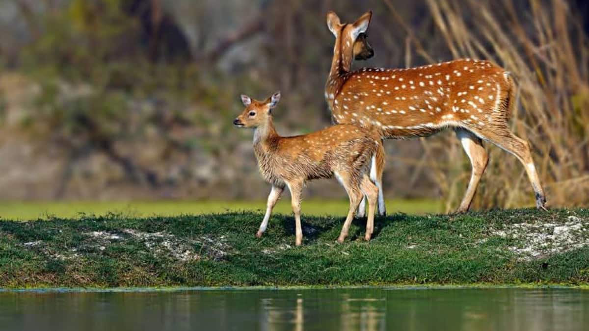 (Image Source: Twitter/@gmkhighness)