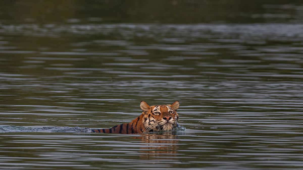 (Image Source: Twitter/@Anant_Shuklas)