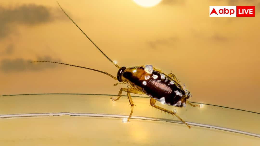 Best natural home remedies to get rid of cockroaches during seasonal changes मौसम बदलते ही आपके घर में भी दिखने लगे हैं कॉकरोच, इन तरीकों से पा सकते हैं छुटकारा