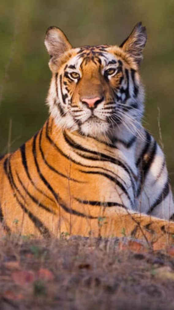 भारत का टाइगर स्टेट किसे कहा जाता है?