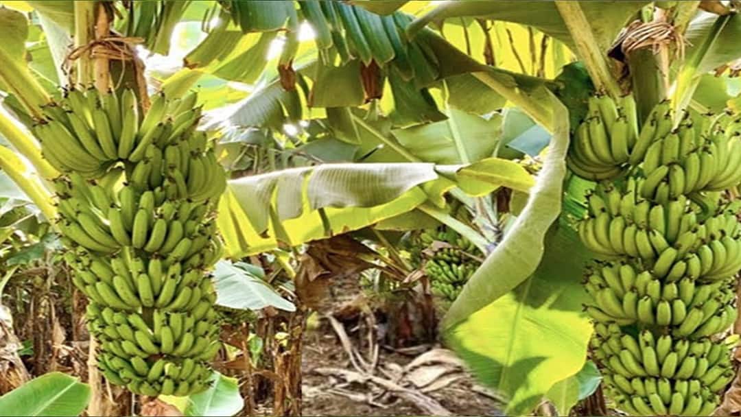 தூத்துக்குடி விவசாயிகள் கவனத்திற்கு! வாழை பயிர் காப்பீடு செய்ய கடைசி நாள் நெருங்குகிறது