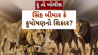Hun To Bolish : હું તો બોલીશ : સિંહ બીમાર કે કુપોષણનો શિકાર?