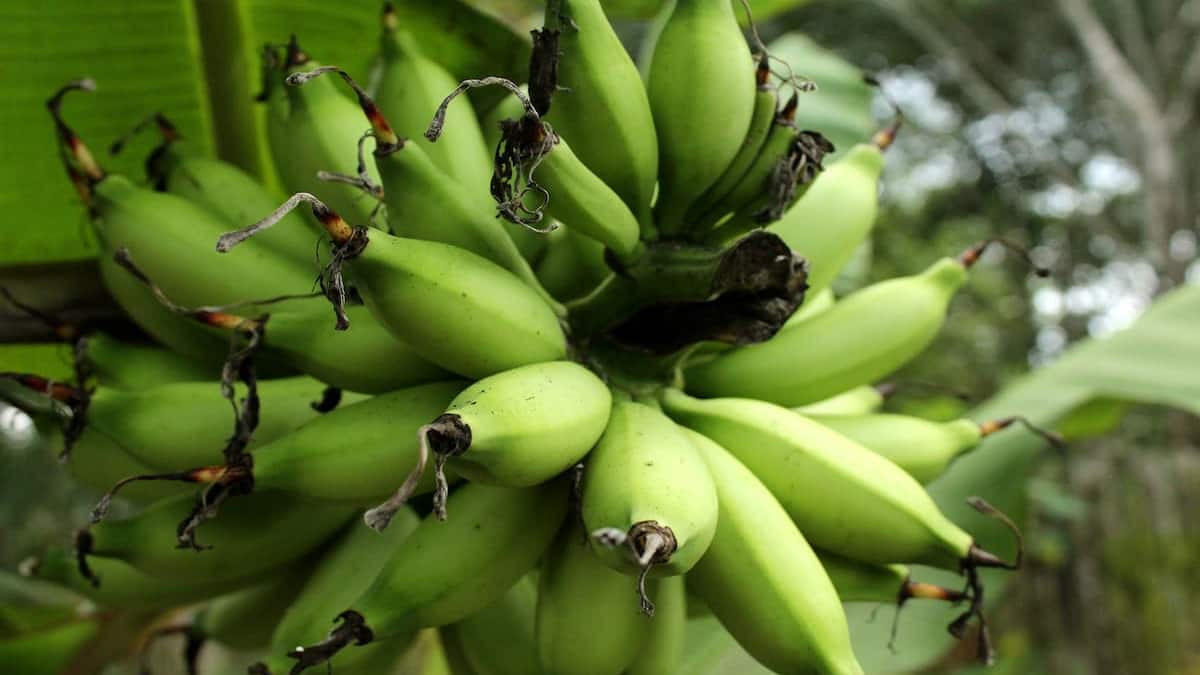 தூத்துக்குடி விவசாயிகள் கவனத்திற்கு! வாழை பயிர் காப்பீடு செய்ய கடைசி நாள் நெருங்குகிறது