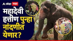 महादेवी हत्तीण वनतारामधून पुन्हा कोल्हापुराच्या नांदणीत येणार?; हालचालींना वेग, नेमकं काय घडतंय?