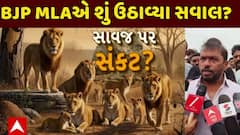 Amreli Lion Death News : અમરેલીમાં સિંહના મોત મામલે ધારાસભ્ય હીરા સોલંકીએ શું ઉઠાવ્યા સવાલ?