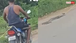 Video: रस्सी से बंधे अजगर को बाइक पर खींचते युवक का वीडियो वायरल, कई किलोमीटर तक घसीटा