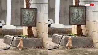 Video: सावन में चूहे खा लिए! भगवान शिव की तस्वीर के सामने बैठी बिल्ली का फनी वीडियो वायरल