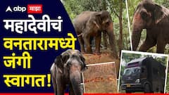 Madhuri Elephant Kolhapur: महादेवी हत्तीणीचं जंगी स्वागत; अंबनींच्या वनतारामध्ये पोहचताच काय केलं?, Photo's