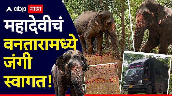 Madhuri Elephant Kolhapur: कोल्हापूरच्या नांदणी मठातील महादेवी (माधुरी) हत्तीणीला गुजरातच्या वनतारामध्ये सोपवण्यात आले.