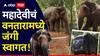 Madhuri Elephant Kolhapur: महादेवी हत्तीणीचं जंगी स्वागत; अंबनींच्या वनतारामध्ये पोहचताच काय केलं?, Photo's