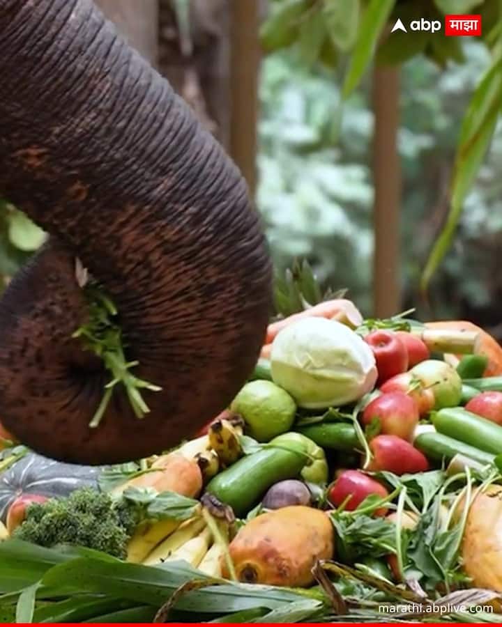 महादेवी हत्तीणीला निरोप देताना लहानांपासून मोठ्यांपर्यंत ग्रामस्थ भावूक झाले आहे.