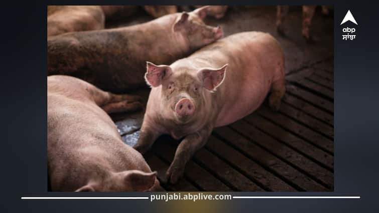 Punjab News: ਪਟਿਆਲਾ 'ਚ ਅਫਰੀਕਨ ਸਵਾਈਨ ਫੀਵਰ ਦਾ ਮਿਲਿਆ ਕੇਸ; ਇਸ ਪਿੰਡ 'ਚ ਮੱਚੀ ਤਰਥੱਲੀ, ਸੂਰਾਂ ਦੀ ਆਵਾਜਾਈ 'ਤੇ ਰੋਕ Punjab News: African Swine Fever Case Reported in Patiala; Panic in the Village, Ban on Movement of Pigs Punjab News: ਪਟਿਆਲਾ 'ਚ ਅਫਰੀਕਨ ਸਵਾਈਨ ਫੀਵਰ ਦਾ ਮਿਲਿਆ ਕੇਸ; ਇਸ ਪਿੰਡ 'ਚ ਮੱਚੀ ਤਰਥੱਲੀ, ਸੂਰਾਂ ਦੀ ਆਵਾਜਾਈ 'ਤੇ ਰੋਕ